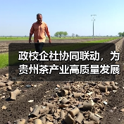 政校企社协同联动,为贵州茶产业高质量发展注入人才动力(图1) 政校企社协同联动,为贵州茶产业高质量发展注入人才动力(图1)