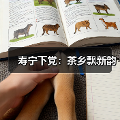 寿宁下党:茶乡飘新韵(图3) 寿宁下党:茶乡飘新韵(图3)