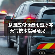 茶园应对低温雨雪冰冻天气技术指导意见(图3) 茶园应对低温雨雪冰冻天气技术指导意见(图3)