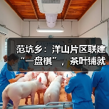 范坑乡：洋山片区联建“一盘棋”，茶叶铺就共富路（图2）
