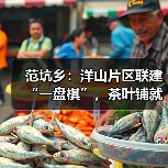 范坑乡：洋山片区联建“一盘棋”，茶叶铺就共富路（图3）