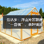 范坑乡：洋山片区联建“一盘棋”，茶叶铺就共富路（图4）