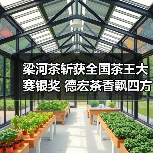梁河茶斩获全国茶王大赛银奖 德宏茶香飘四方（图2）