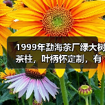 1999年勐海茶厂绿大树茶柱,叶柄怀定制,有品质的大厂普洱茶(图1) 1999年勐海茶厂绿大树茶柱,叶柄怀定制,有品质的大厂普洱茶(图1)