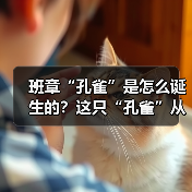 班章“孔雀”是怎么诞生的？这只“孔雀”从哪里来？（图3）