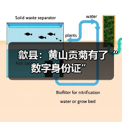 歙县:黄山贡菊有了“数字身份证”(图1) 歙县:黄山贡菊有了“数字身份证”(图1)