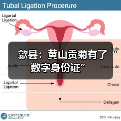 歙县:黄山贡菊有了“数字身份证”(图2) 歙县:黄山贡菊有了“数字身份证”(图2)