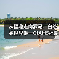 从福鼎走向罗马:白茶类世界唯一GIAHS福鼎白茶香飘国际(图3) 从福鼎走向罗马:白茶类世界唯一GIAHS福鼎白茶香飘国际(图3)