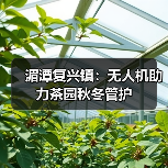 湄潭复兴镇:无人机助力茶园秋冬管护(图3) 湄潭复兴镇:无人机助力茶园秋冬管护(图3)