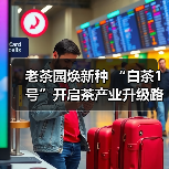 老茶园焕新种 “白茶1号”开启茶产业升级路(图1) 老茶园焕新种 “白茶1号”开启茶产业升级路(图1)