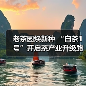 老茶园焕新种 “白茶1号”开启茶产业升级路(图2) 老茶园焕新种 “白茶1号”开启茶产业升级路(图2)