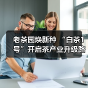 老茶园焕新种 “白茶1号”开启茶产业升级路(图4) 老茶园焕新种 “白茶1号”开启茶产业升级路(图4)