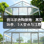普洱茶选购指南：常见场景、5大要点与注意事项（图3）