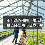 茶叶选购指南:常见场景选择要点与注意事项(图4) 茶叶选购指南:常见场景选择要点与注意事项(图4)